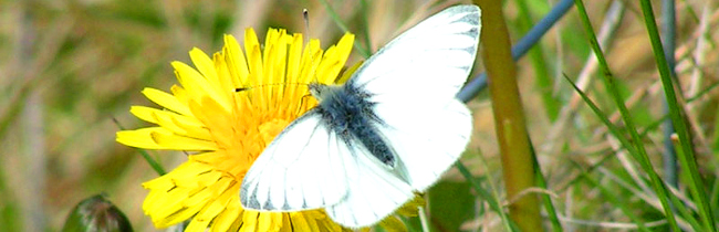 Dandelion with butterfly
