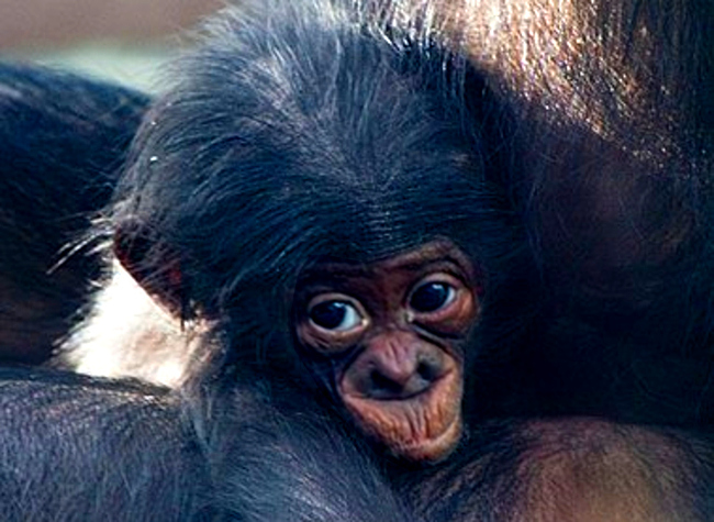 Baby bonobo